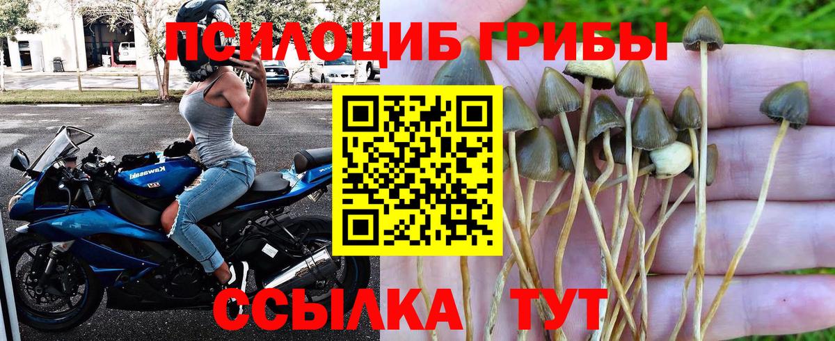 Галлюциногенные грибы GOLDEN TEACHER  Вход с VPN  Губаха 